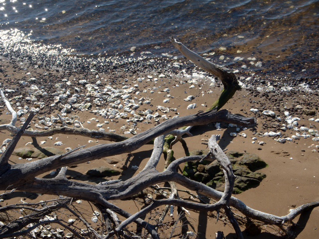 Dead tree branches and oyster shell middens on the foreshore adjacent to the Royal Tasmanian Botanical Gardens