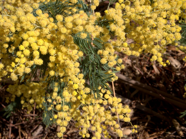 The flowering of the wattle marks the end of winter in Australia
