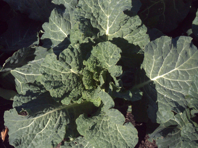 Brassica growing in the food garden, Royal Tasmanian Botanical