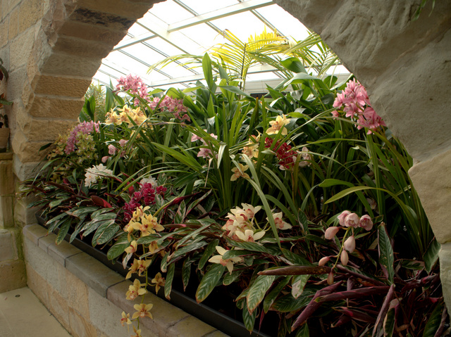 Orchids in the Conservatory, Royal Tasmanian Botanical Gardens