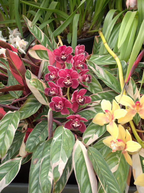 Orchids in the Conservatory, Royal Tasmanian Botanical Gardens