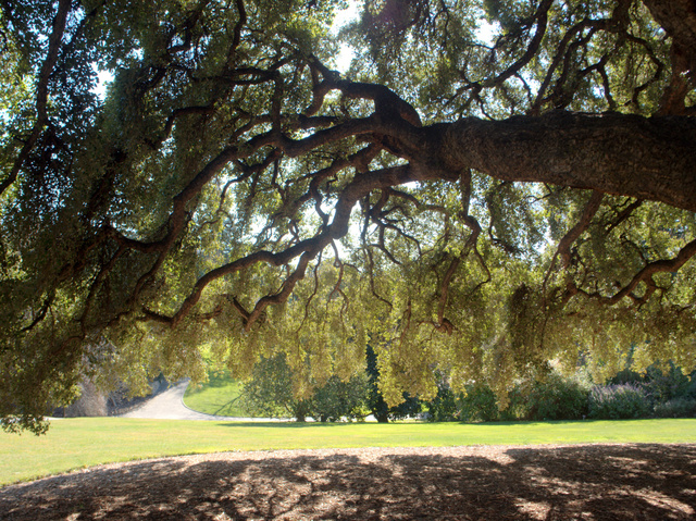 The view from under the Cork Oak (Quercus suber), Royal Tasmanian Botanical Gardens