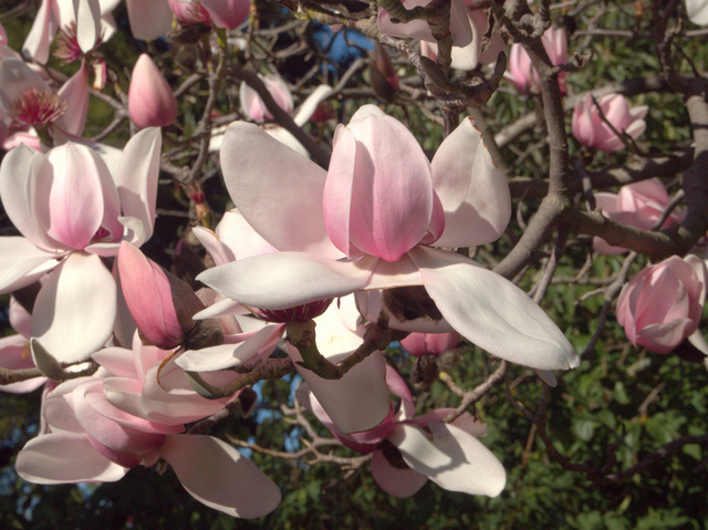 Magnolia blooms, Royal Tasmanian Botanical Gardens