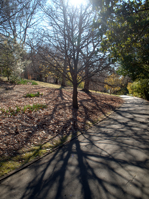 Winter in the Royal Tasmanian Botanical Gardens