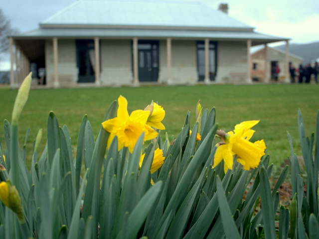 A shy hint of spring in front of the homestead