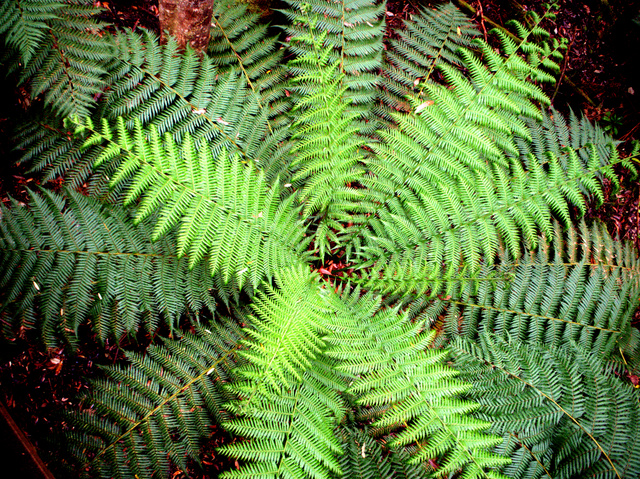 Dicksonia antarctica, or man-fern, a common sight in the cool, damp forests of Tasmania