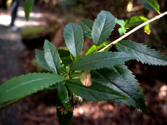 Tasmanian laurel, anopterus glandulosus