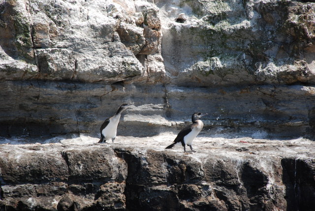 Cormorants on the Point Puer cliffs