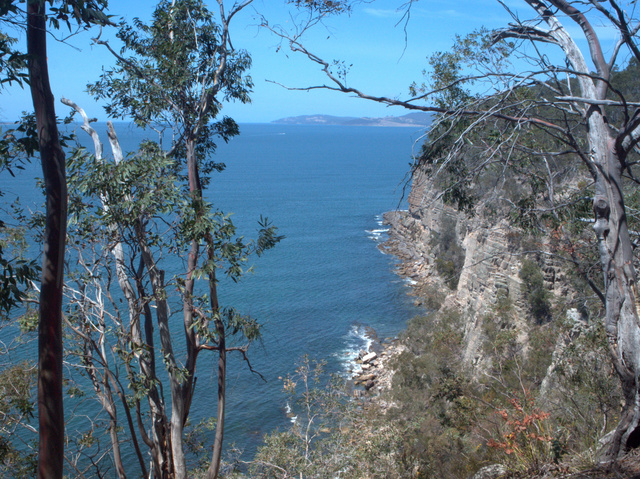 One of the few views of the actual cliffs available from the track is from the lookout at the Taronga Road end