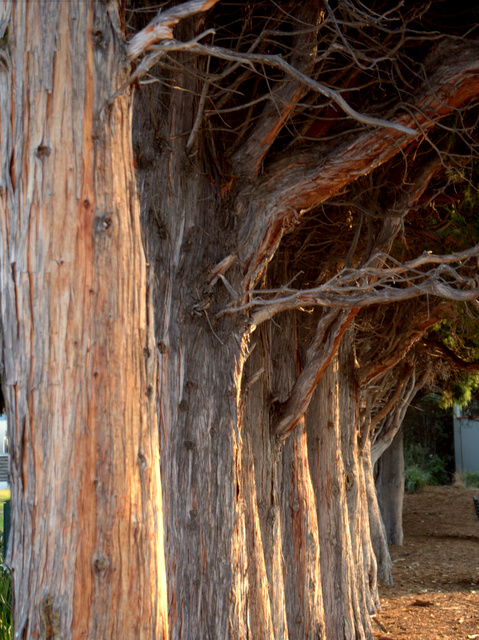 Summer evening light on the trunks of cypress trees at Sandy Bay Beach