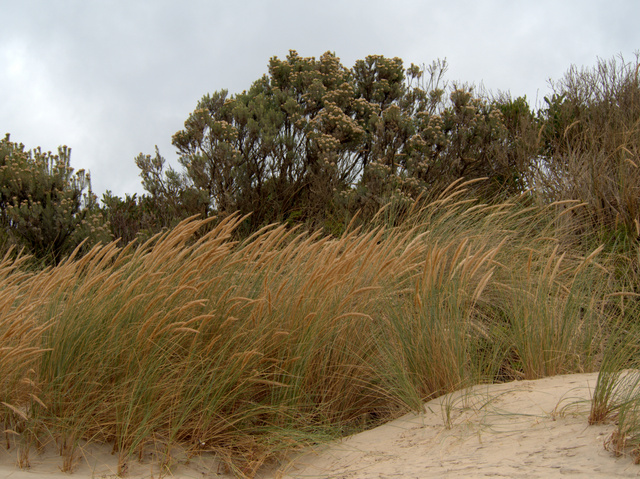 Dunes at The Neck, Bruny Island