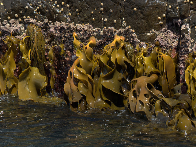 Sea cliffs and bull kelp