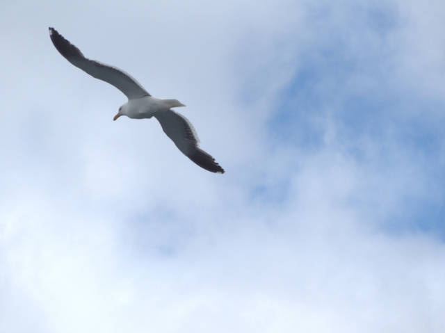 An albatross