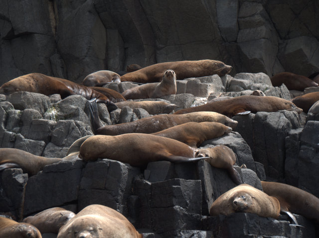 Seals make the hardest of rocks look irresistably comfortable
