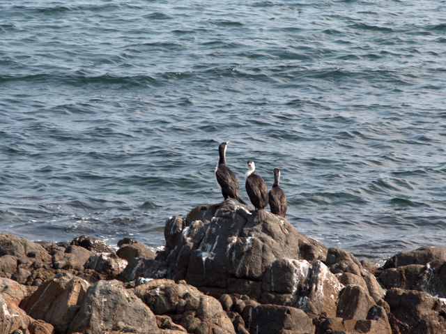 Shags - or cormorants - on a rock
