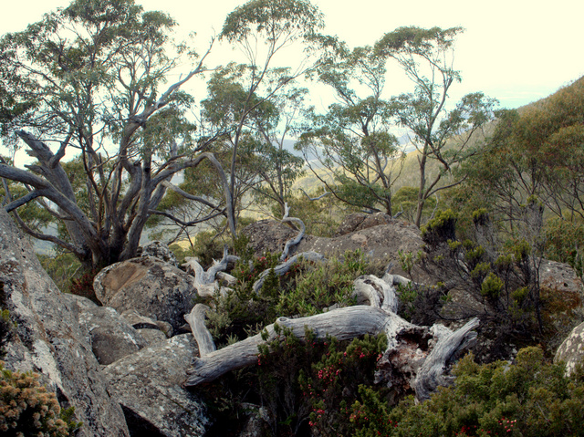 Snow gums, boulders and mountain berry at Lost World