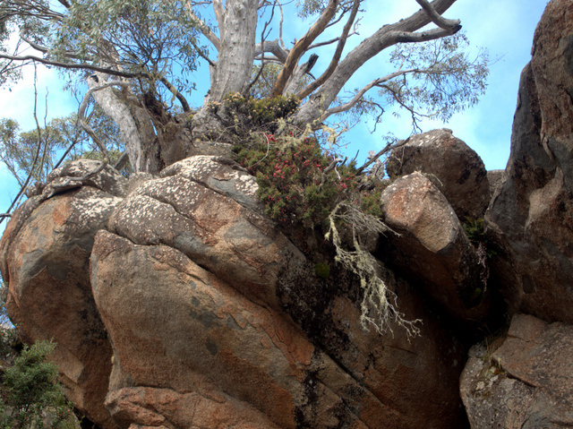 Tree growing out of a rock, Lost World