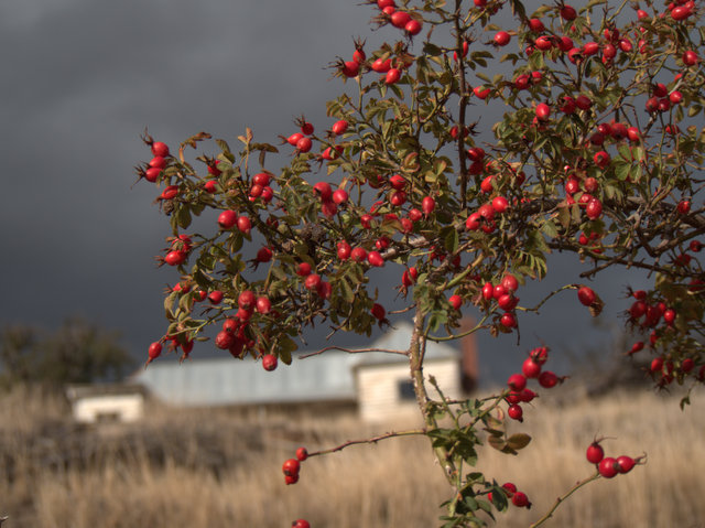 Rosehips are another characteristic signal that autumn has arrived in Tasmania