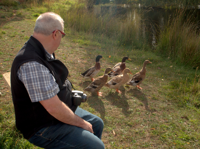 The ducks keep a visitor company
