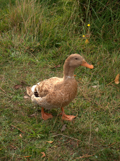 The local ducks are surprisingly tame
