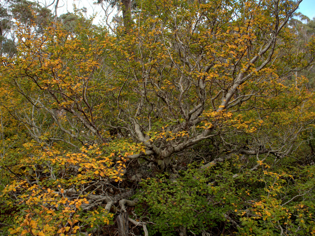 Tasmanian deciduous beech, also known as fagus or botanically as Nothofagus cunninghamii