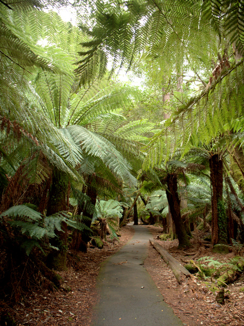 The path to Russell Falls at Mount Field National Park is accessible even to wheelchairs