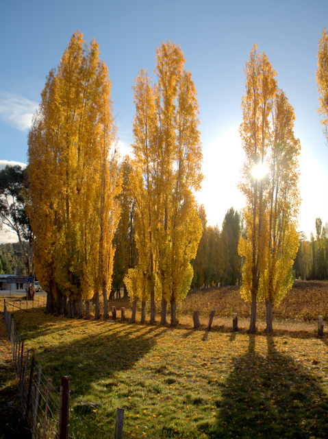 Poplars putting on a good autumn show at Westerway near Mount Field National Park
