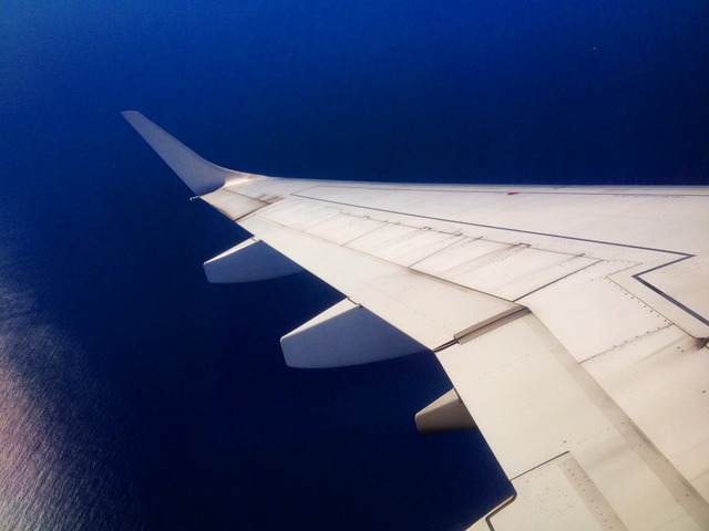 Pacific Blue - winging my way north