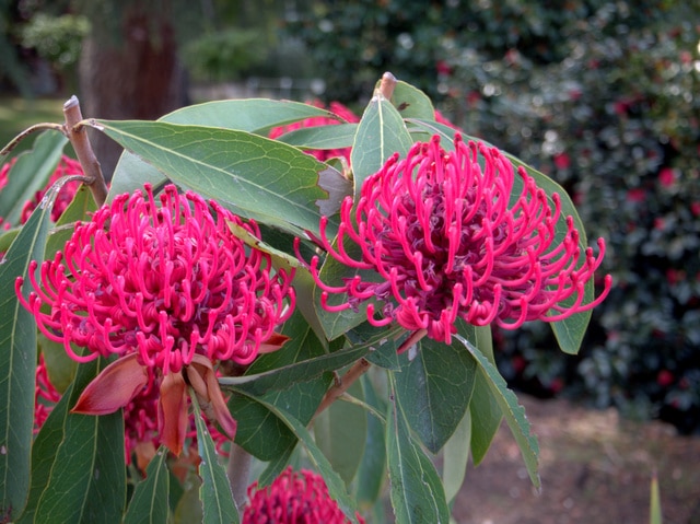 Telopea, or waratah, flowering at the Royal Tasmaian Botanical Gardens are a sure sign of spring