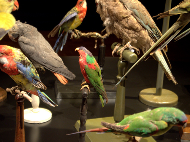 Taxidermied birds from the TMAG collections, above and below