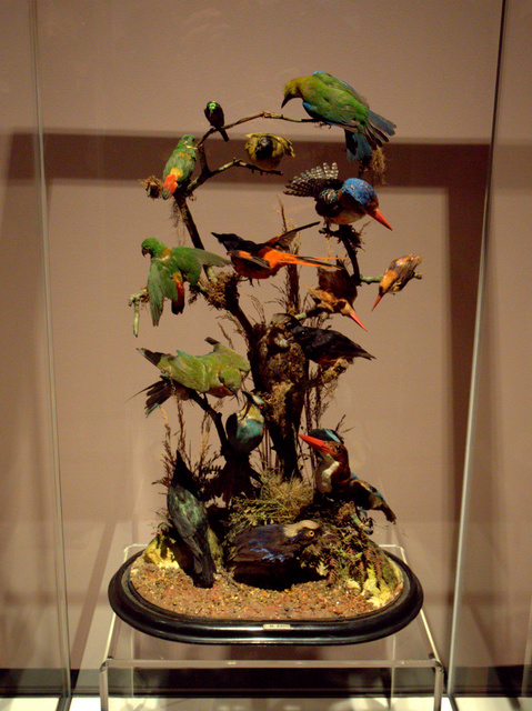 Singapore birds, by J Garner, London (naturalist), presented 1880