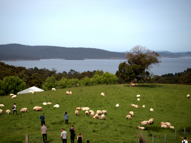 A ewe with a view - Grandewe Cheeses looks out over the d'Entrecasteaux Channel and Bruny Island