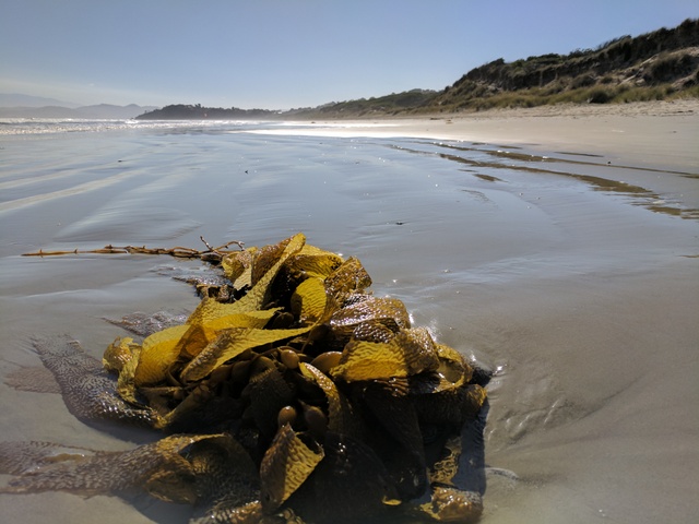 Seaweed on Carlton/Park Beach