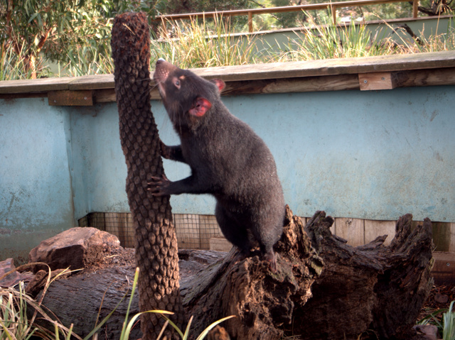 Tasmanian devil at Bonorong Wildlife Sanctuary