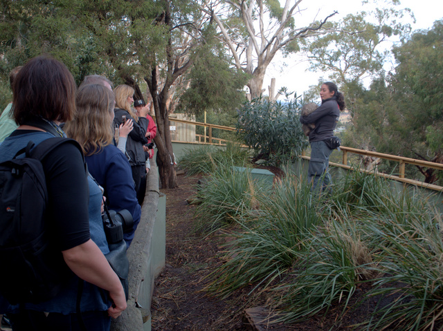 Bonorong Wildlife Sanctuary