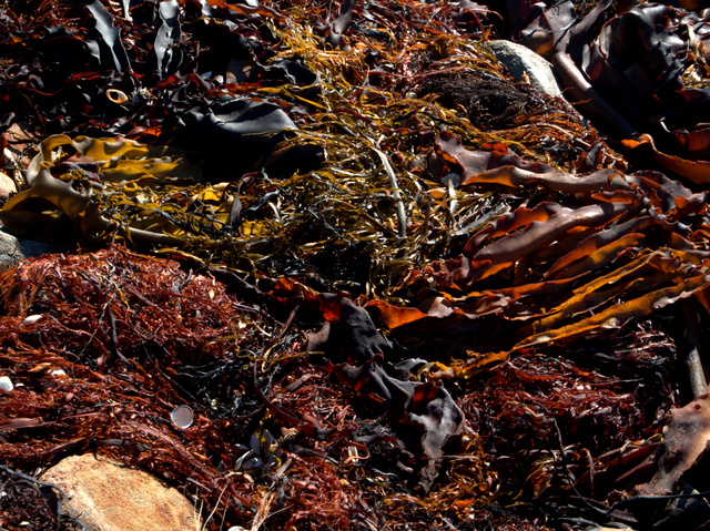 Seaweed at Kelvedon Beach