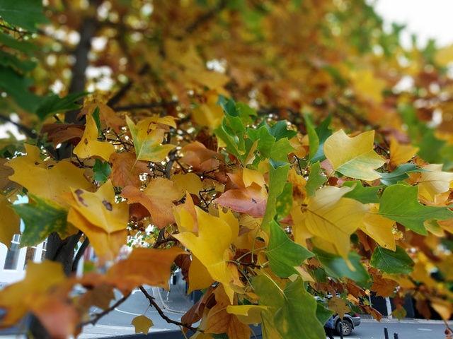 Plane Trees in central Hobart