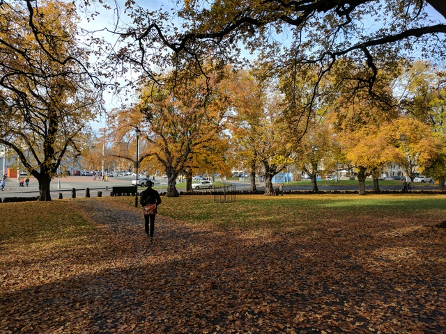 Autumn in Hobart's Parliament Gardens