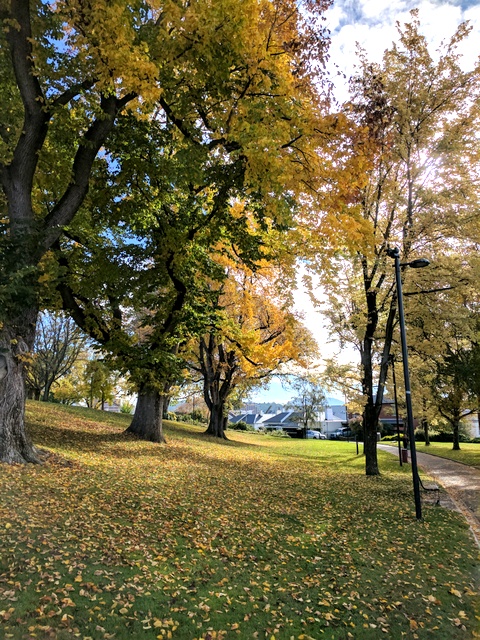 Autumn in Saint Davids Park, Hobart