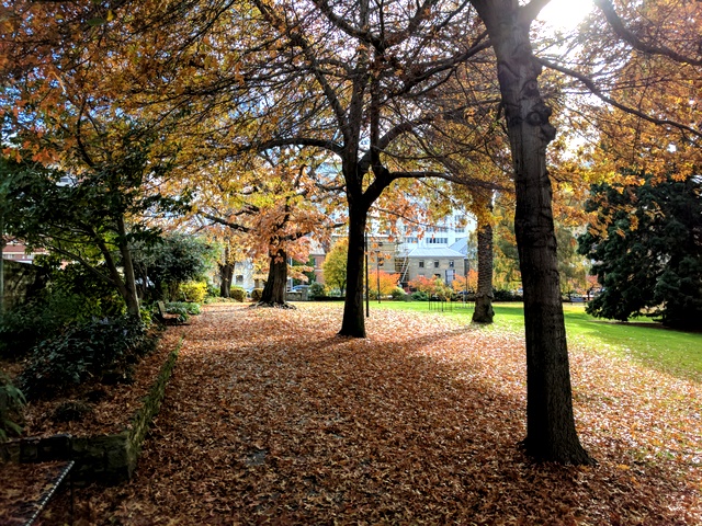 Autumn in Saint Davids Park, Hobart