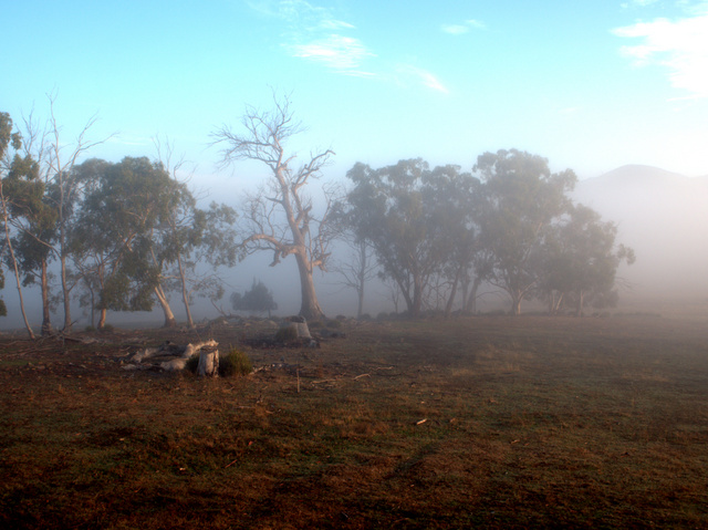 Old gum trees through the morning mist at Curringa Farm, Hamilton