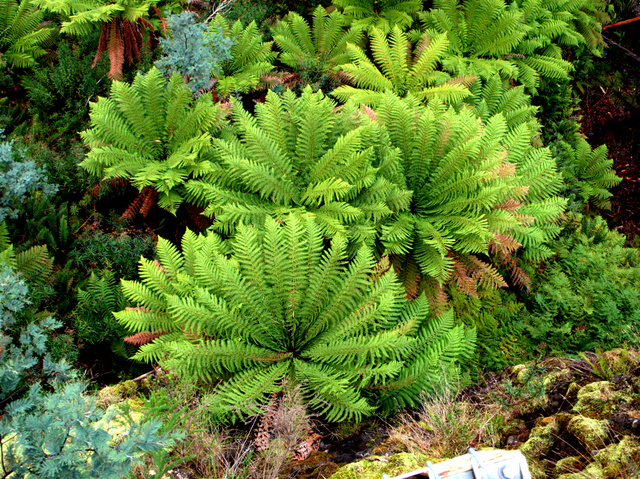 Man-ferns (Dicksonia antarctica) in the gully at Tarraleah Falls