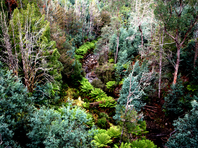 Creek below Tarraleah Falls in Central Tasmania