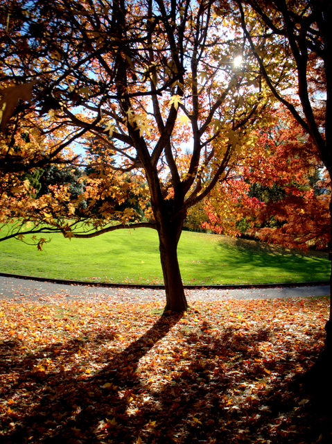 Autumn in the Royal Tasmania Botanical Gardens