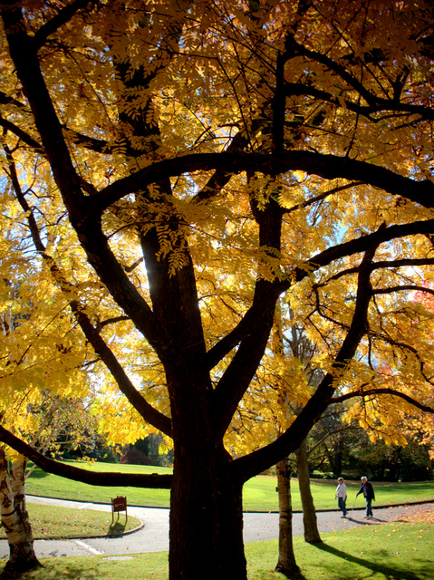 Autumn in the Royal Tasmania Botanical Gardens