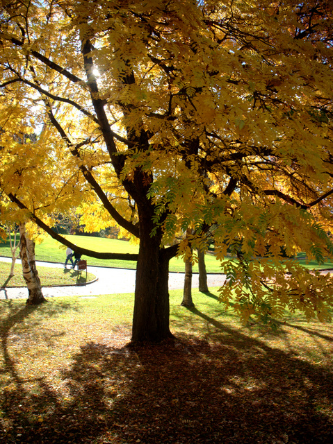 Autumn in the Royal Tasmania Botanical Gardens