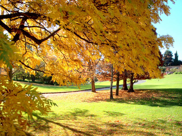 Autumn in the Royal Tasmania Botanical Gardens