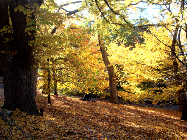 Autumn in the Royal Tasmania Botanical Gardens