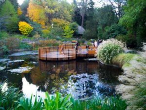 The new viewing deck over the lily pond at the Royal Tasmanian Botanical Gardens was installed to mark the Gardens’200th anniversary.