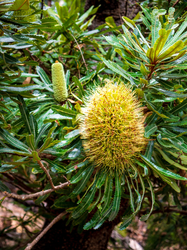 Banksia in Noosa National Park